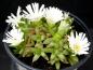 Preview: Motherplant with flowers